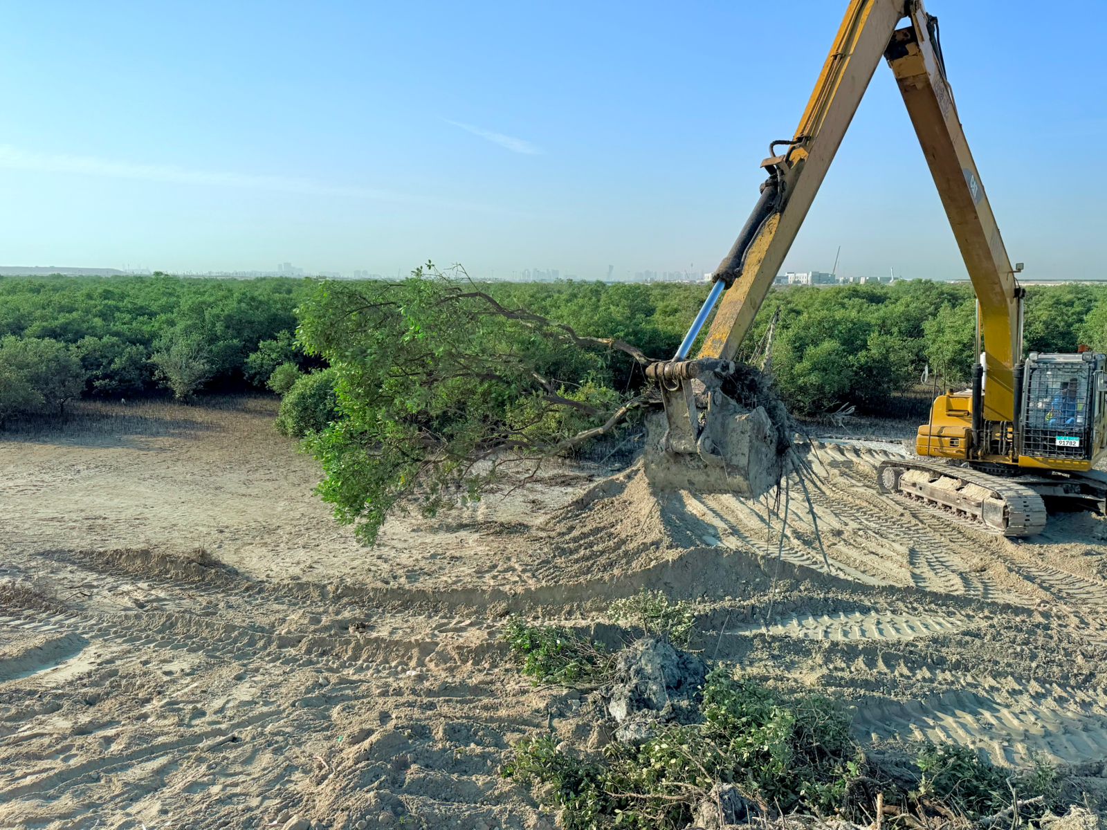 Mangrove Removal